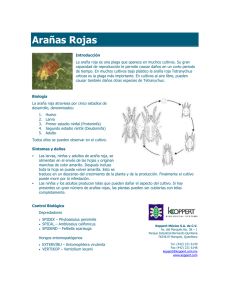 Arañas Rojas - Koppert México
