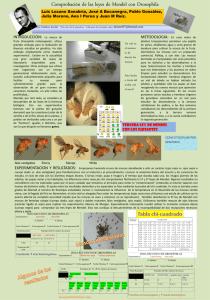 Comprobacion de las leyes de Mendel con Drosophila