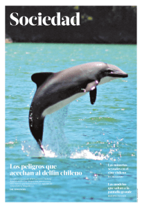 Los peligros que acechan al delfín chileno