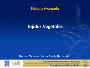Tejidos Vegetales - Universidad Autónoma del Estado de Hidalgo