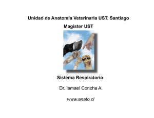 Sistema Respiratorio Unidad de Anatomía Veterinaria UST