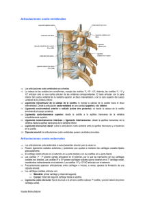 Articulaciones costo-vertebrales Articulaciones costo