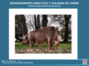 mejoramiento genetico de cerdos