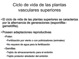 Ciclo de vida de las plantas vasculares superiores