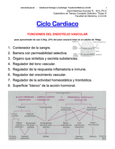 Ciclo Cardiaco - David Martínez Duncker R.