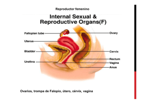 Reproductor femenino Ovarios, trompa de Falopio, útero, cérvix
