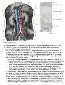 - médula suprarrenal - embriológicamente, la médula suprarrenal es