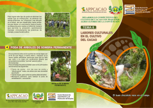 Labores culturales en el cultivo del cacao