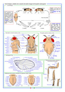 (imago) de Drosophila melanogaster