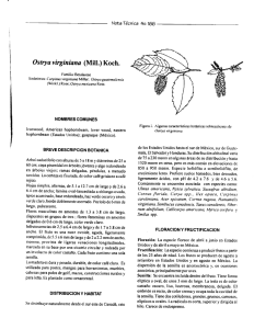 Page 1 Nota Técnica No. 163 Ostrya virginiana (Mill.) Koch. Familia