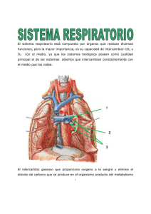 El sistema respiratorio está compuesto por órganos que realizan