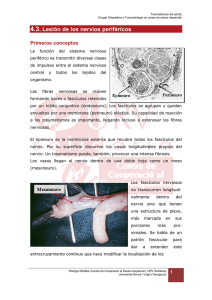 4.3. Lesión de los nervios periféricos