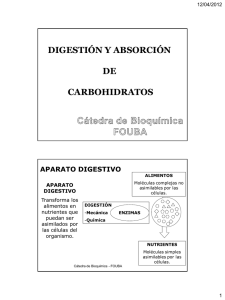 digestión y absorción de carbohidratos
