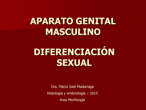 APARATO GENITAL MASCULINO DIFERENCIACIÓN SEXUAL