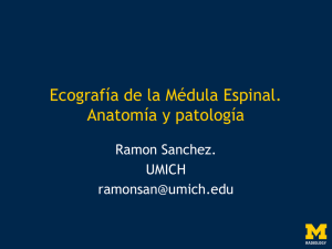Ecografía de la Médula Espinal. Anatomía y patología