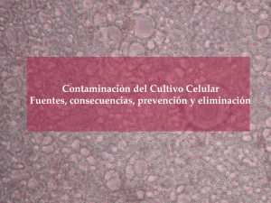 Contaminación del Cultivo Celular Fuentes, consecuencias
