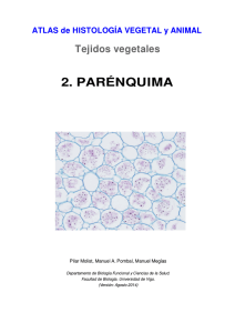 2. parénquima - Atlas de Histología Vegetal y Animal