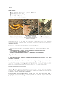 Plagas Plagas de suelo - Gusano de alambre, (Melanotus sp