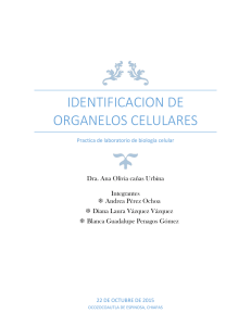 identificacion de organelos celulares