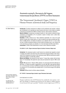 Anatomía normal y frecuencia del órgano vomeronasal de Jacobson