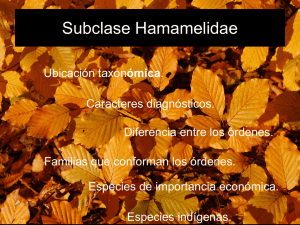 Subclase Hamamelidae