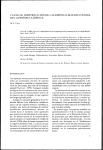 CLAVE DE IDENTIFICACI~N DE LAS ESPONJAS M&Aacute;S