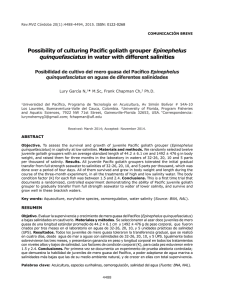 Possibility of culturing Pacific goliath grouper