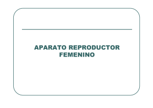 aparato reproductor femenino - E