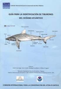 Tiburones-1