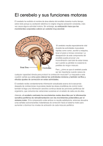 El cerebelo y sus funciones motoras