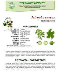 Jatropha curcas - Genfor Landscaping