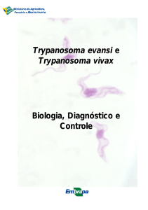 Trypanosoma evansi e Trypanosoma vivax Biologia, Diagnóstico e