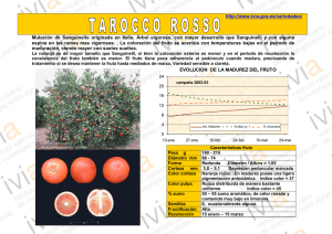 Mutación de Sanguinello originada en Italia. Árbol vigoroso