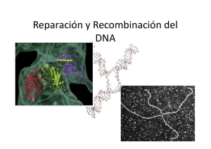 Reparación y Recombinación del DNA