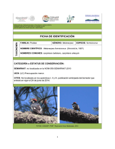 Melanerpes formicivorus - El Parque Nacional Izta-Popo