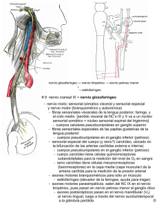 nervio mixto: sensorial sómatico visceral y sensorial especial y