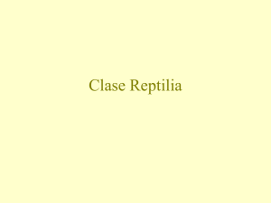 Clase Reptilia