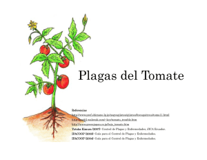 Plagas del Tomate