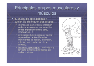 Principales grupos musculares y músculos