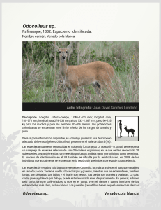 Odocoileus sp. - Area Metropolitana del Valle de Aburra