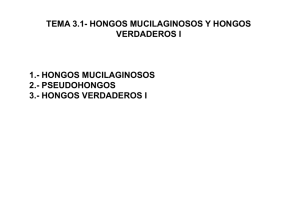 TEMA 3.1- HONGOS MUCILAGINOSOS Y HONGOS