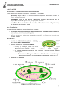 1 LOS PLASTOS Los cloroplastos