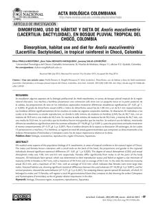 Dimorphism, habitat use and diet for Anolis maculiventris (Lacertilia