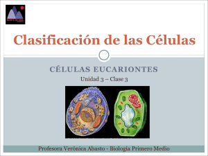 1° - C3 Clasificación celular - células eucariontes