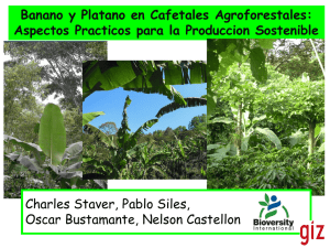 Banano y Platano en Cafetales Agroforestales: Aspectos Practicos