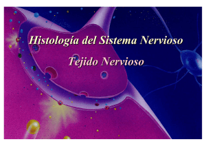Histología del Sistema Nervioso