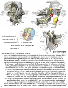 - nervio mandibular (V3), rama de la NC V