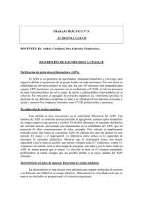 TRABAJO PRÁCTICO Nº 5: ÁCIDOS NUCLEICOS DOCENTES: Dr