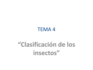 Tema 3.Clasificación de los Insectos