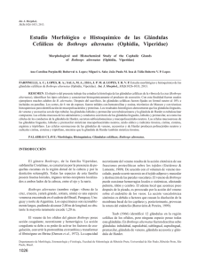 Estudio Morfológico e Histoquímico de las Glándulas Cefálicas de